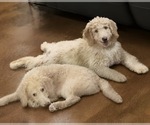 Litter of 2 - Male(s) and Female(s) Aussiedoodle Miniature -Poodle (Standard) MixLitter of Puppies for Sale - Photo #2