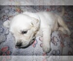 Small #1 English Cream Golden Retriever