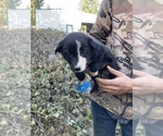 Small Photo #2 Border Collie Puppy For Sale in COLTON, OR, USA