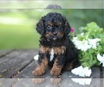 Puppy Mason Cavapoo