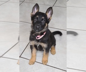 German Shepherd Dog Puppy for sale in WARREN, MA, USA
