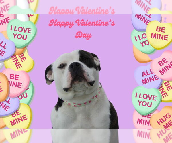 Medium Photo #2 Bulldog-Unknown Mix Puppy For Sale in Chestertown, MD, USA