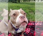 Small #16 American Pit Bull Terrier Mix