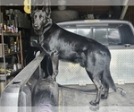 Small #3 German Shepherd Dog