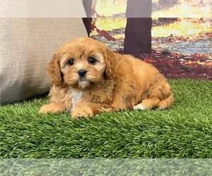 Cavapoo Puppy for sale in GLEN SAINT MARY, FL, USA