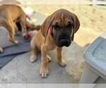 Puppy Pink girl Great Dane