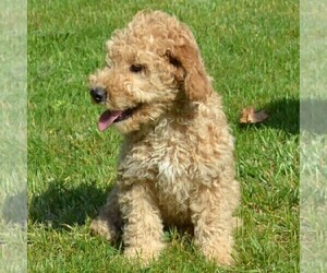 Poodle (Standard) Puppy for sale in SHIPPENSBURG, PA, USA