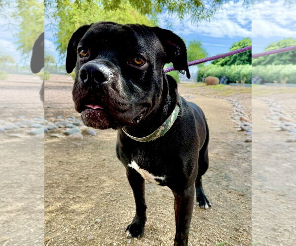 Medium Photo #2 American Staffordshire Terrier-Unknown Mix Puppy For Sale in Goodyear, AZ, USA