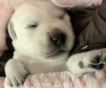 Small Photo #12 Labrador Retriever Puppy For Sale in GLENDALE, CA, USA