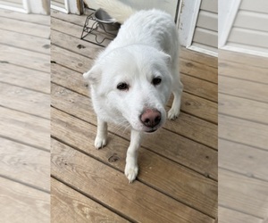 Alaskan Husky-white german shepherd Mix Puppy for sale in MEMPHIS, TN, USA