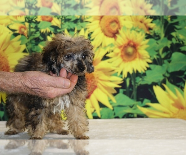 Medium Photo #22 Poodle (Toy) Puppy For Sale in DYERSBURG, TN, USA