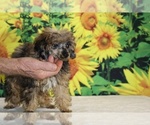 Marbles - Male Poodle (Toy) Puppy for Sale - Photo #22