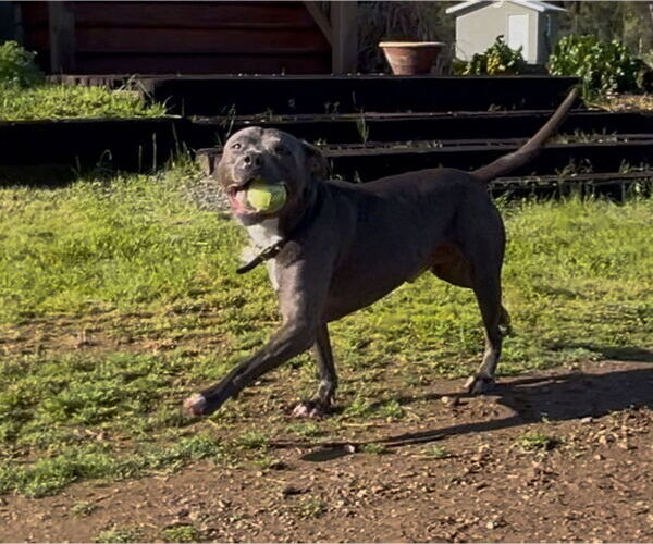 Medium Photo #2  Puppy For Sale in , 