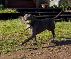 American Pit Bull Terrier-Unknown Mix Dogs for adoption in Davis, CA, USA