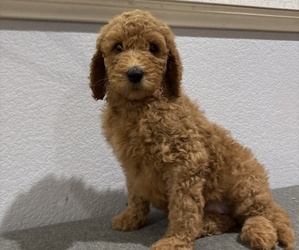 Goldendoodle Puppy for sale in LAS VEGAS, NV, USA