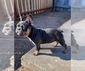 French Bulldog Puppy for sale in OJAI, CA, USA