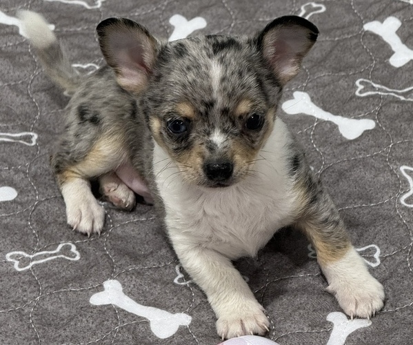 Medium Photo #4 Chihuahua Puppy For Sale in MARCUS, IA, USA