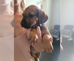 Small Photo #10 Rhodesian Ridgeback Puppy For Sale in OCEANSIDE, CA, USA