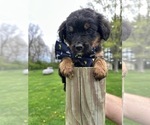 Puppy Brutus Miniature Bernedoodle