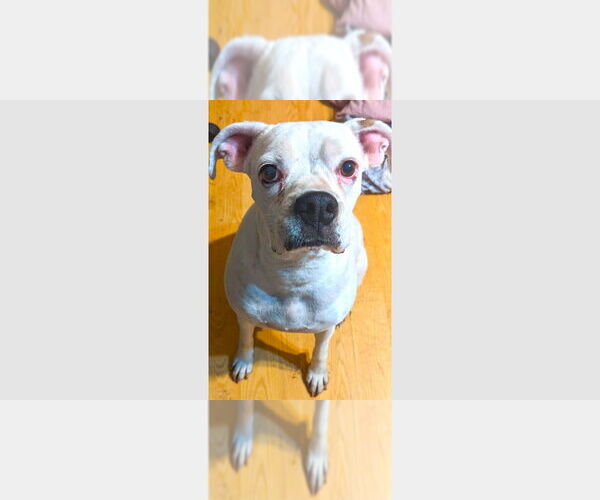 Medium Photo #1 Boxer Puppy For Sale in Austin, TX, USA