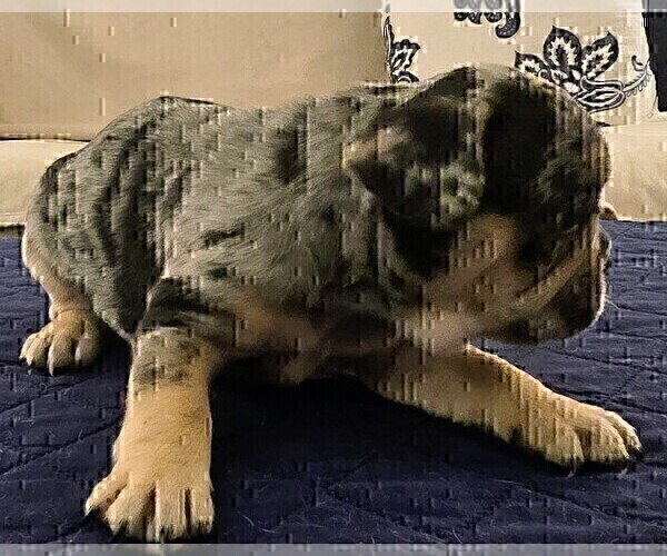 Medium Photo #5 French Bulldog Puppy For Sale in CHINO HILLS, CA, USA