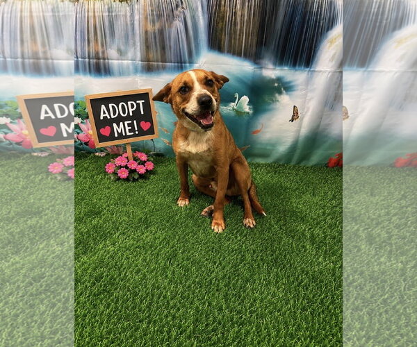 Medium Photo #2 Mutt Puppy For Sale in Euless, TX, USA