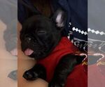 Small Photo #2 French Bulldog Puppy For Sale in LINDENWALD, OH, USA