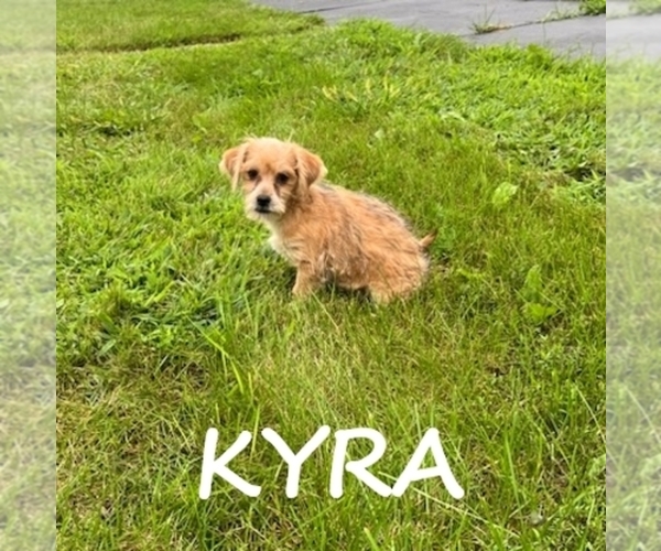 Medium Photo #1 Shorkie Tzu Puppy For Sale in HARTLAND, MN, USA