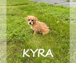 Small Shorkie Tzu