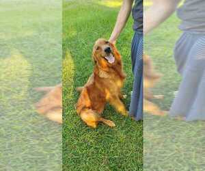 Mother of the Golden Retriever puppies born on 07/12/2025