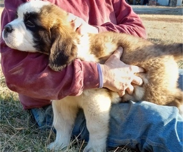 Medium Photo #4 Saint Bernard Puppy For Sale in BETHEL, MO, USA