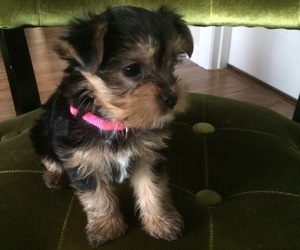 Yorkshire Terrier Puppy for sale in AUBURN, WA, USA