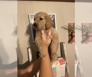 Goldendoodle Puppy for sale in TRINITY, NC, USA