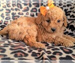 Small Photo #4 Goldendoodle-Poodle (Miniature) Mix Puppy For Sale in LANCASTER, PA, USA