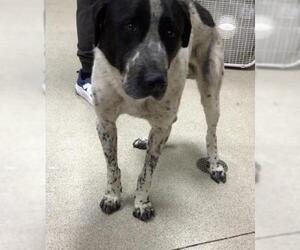 Border Collie Dogs for adoption in Riverside, CA, USA
