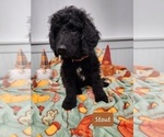 Small Photo #4 Goldendoodle Puppy For Sale in S HARRISN TWP, NJ, USA