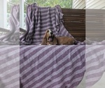 Small Photo #15 Basset Hound Puppy For Sale in HILLSBORO, TX, USA