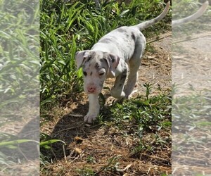 Medium Great Dane