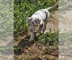 Puppy Rocky Great Dane