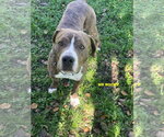 Small #5 Mutt