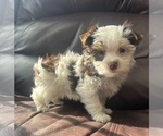 Puppy Puppy 1 Yorkshire Terrier