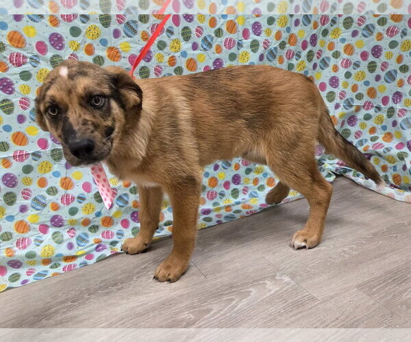 Medium Photo #6 Australian Retriever Puppy For Sale in Attalka, AL, USA