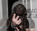 Small Photo #7 Labrador Retriever Puppy For Sale in MANSFIELD, MO, USA