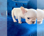 Small #8 French Bulldog