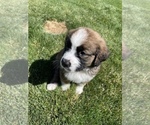 Small Photo #11 Bernese Mountain Dog-Saint Bernard Mix Puppy For Sale in NAMPA, ID, USA