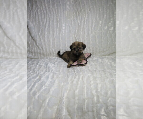 Medium Photo #7 Shorkie Tzu Puppy For Sale in COOKEVILLE, TN, USA