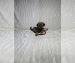Small #6 Shorkie Tzu