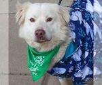 Small #6 Great Pyrenees-Retriever  Mix