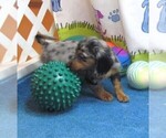 Small #4 Chiweenie