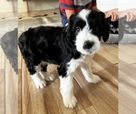 Small Photo #8 Aussiedoodle Miniature  Puppy For Sale in GILBERT, AZ, USA